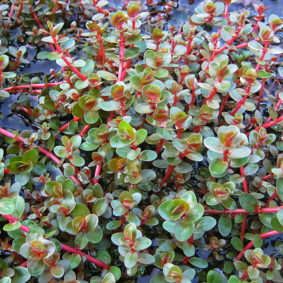 Rotala rotundifolia Blood Red - Aquatic Plant Information by Valley Aqua